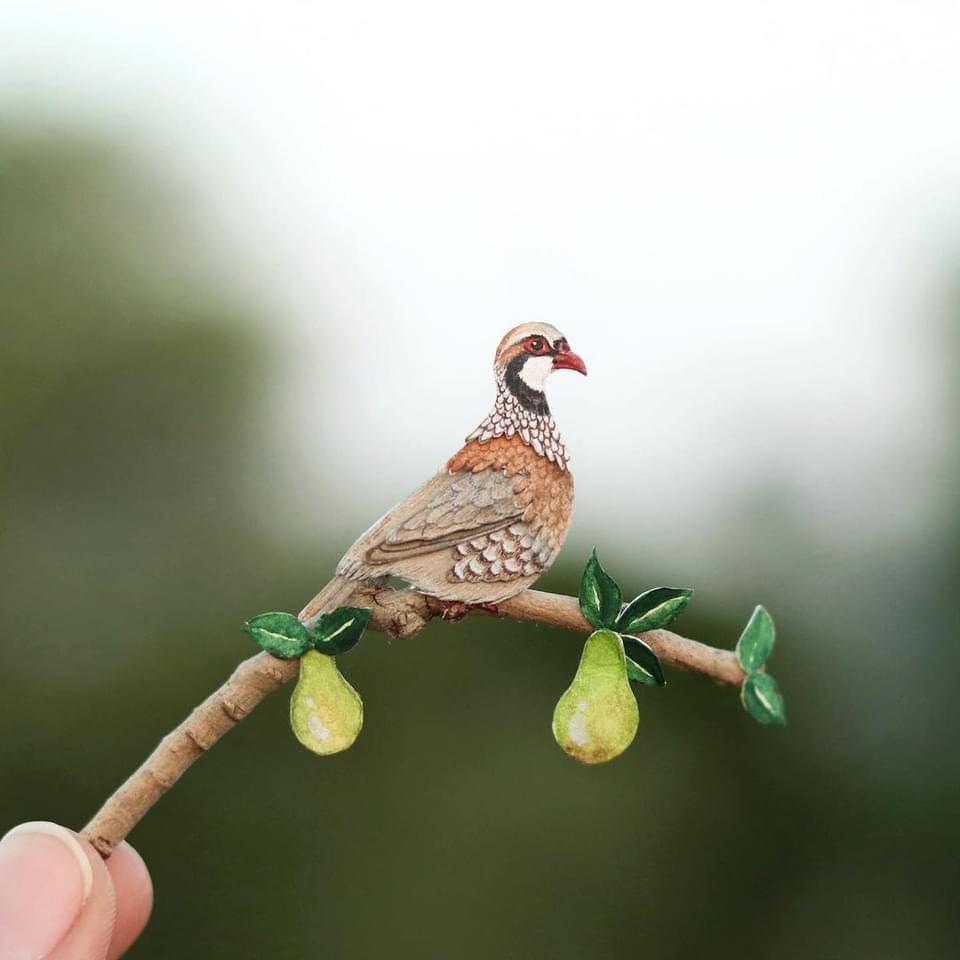 mô hình giấy chim trĩ